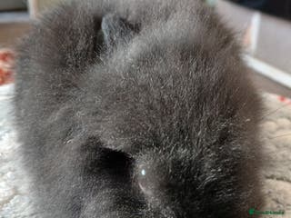 Mini Lion Lop rabbits Stunning DM Lionhead baby rabbits - Advert 18