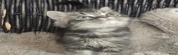 Persian cats for sale: Beautiful Persian babies available now  - Advert 9