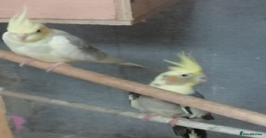 Cockatiels birds - Advert 9