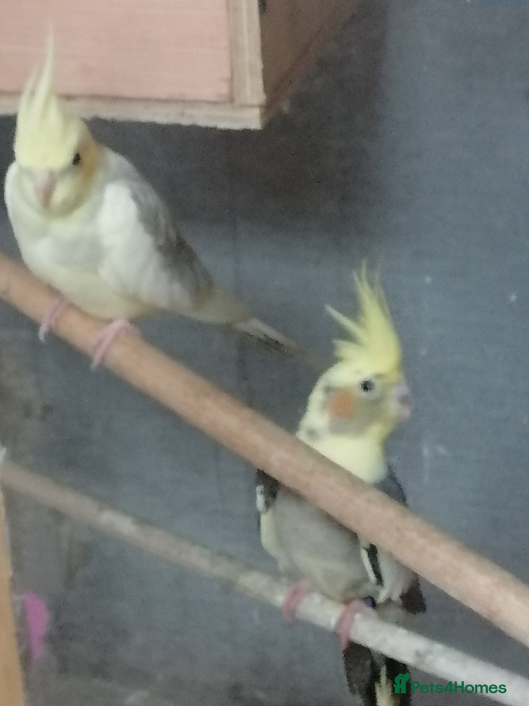 Cockatiels birds for sale: Range Of Cockatiels *read description - Image 3