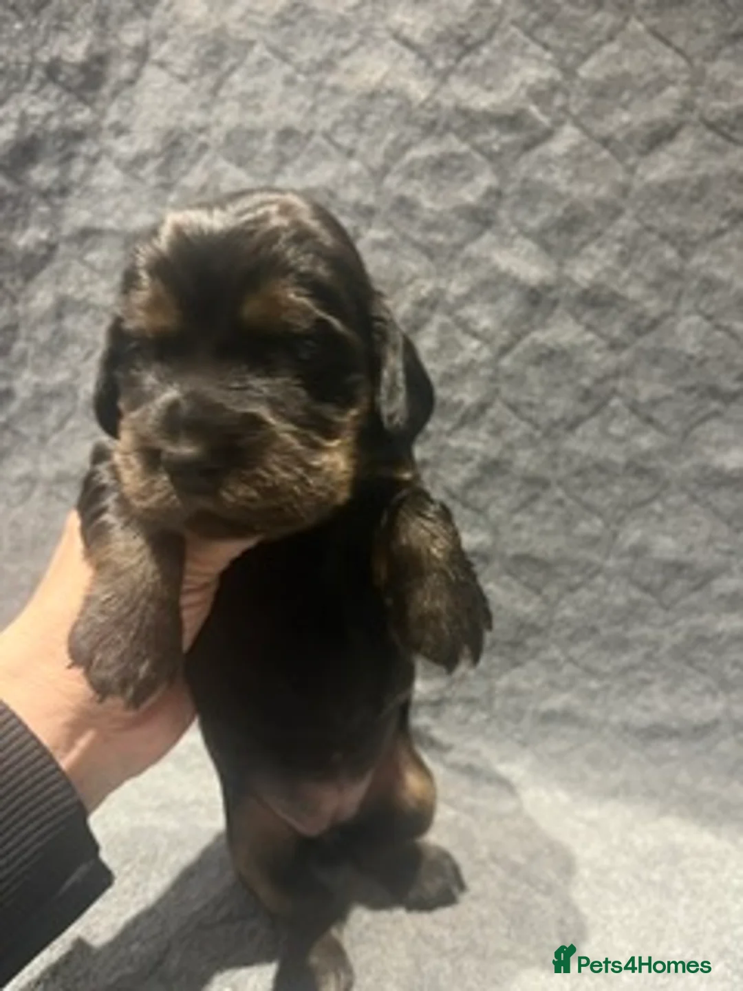Cocker Spaniel dogs for sale: KC Registered Cocker Spaniels - Advert 2
