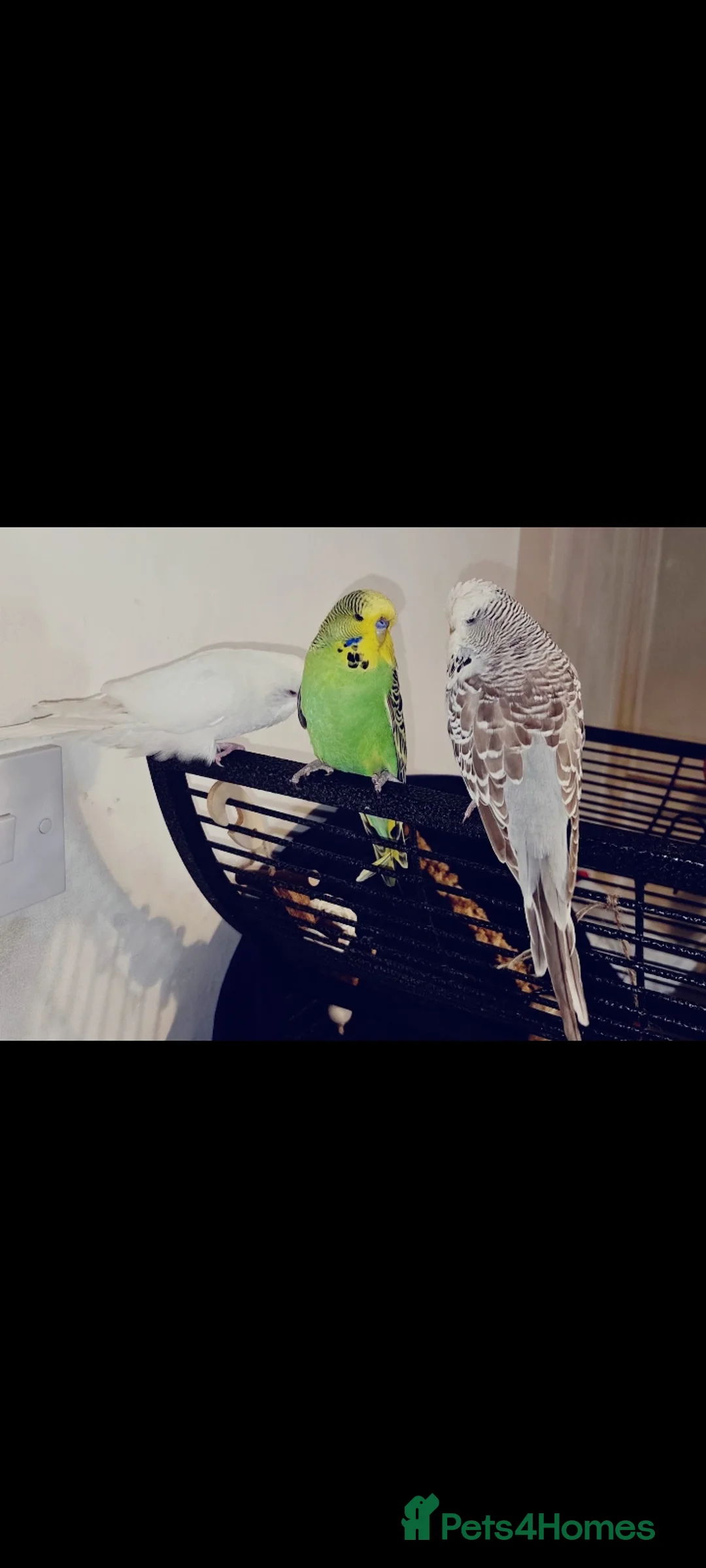 Budgerigars birds for sale: 3 young budgies 1 male 2 female + cage - Advert 1