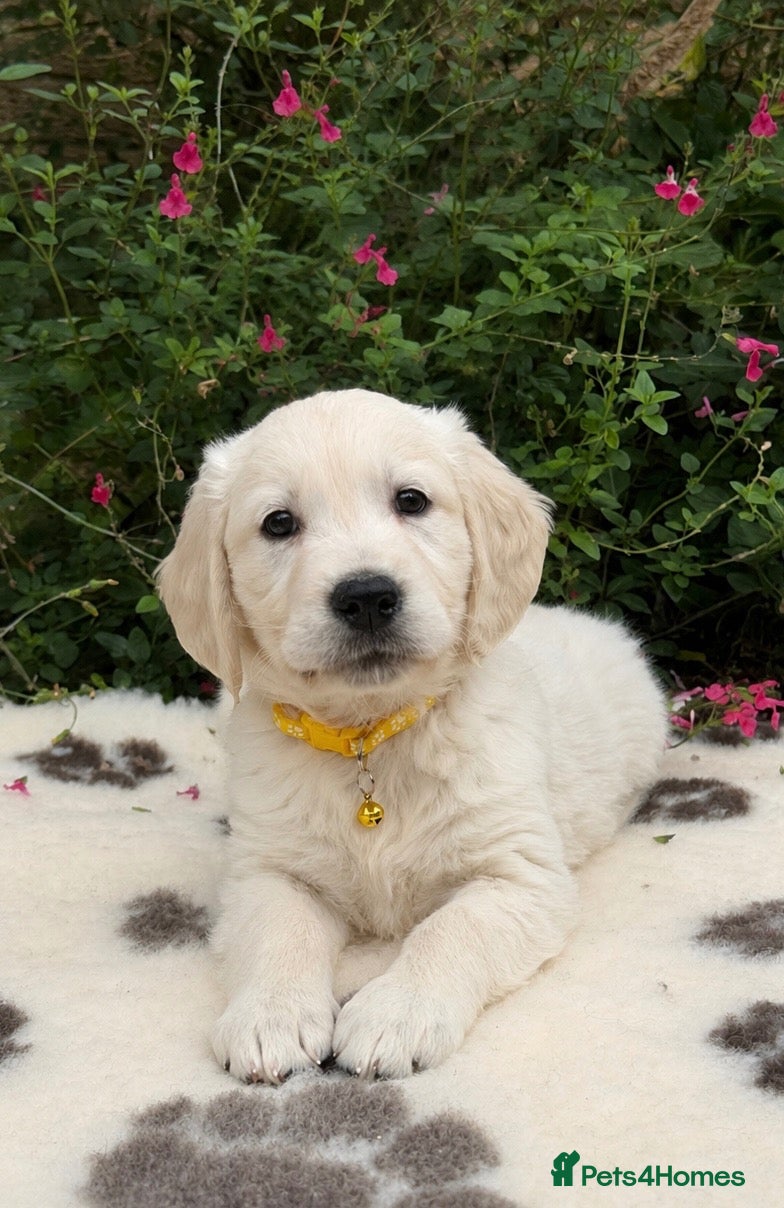 Golden Retriever dogs Beautiful KC Registered Golden Retriever Puppies - Advert 2