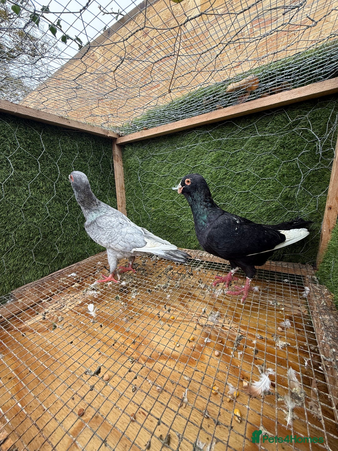 Pigeons birds for sale: Syrian pigeons for sale - Image 4