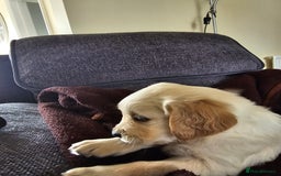 Golden Retriever dogs for sale: Beautiful golden retriever pups - Image 2