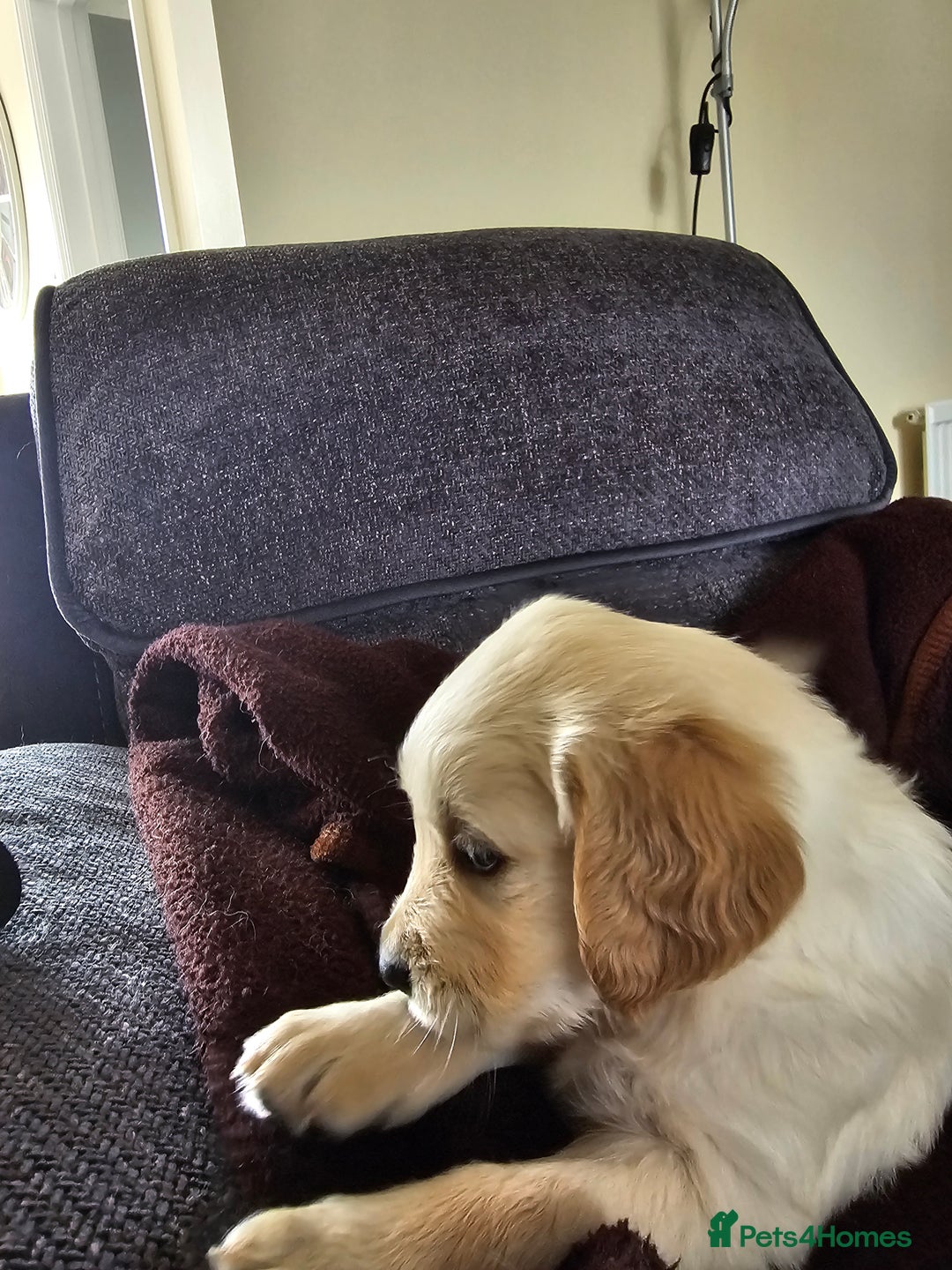 Golden Retriever dogs for sale: Beautiful golden retriever pups - Image 2