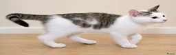 Mixed Breed cats for sale: Beautiful Home-Raised Kittens – Ready at 12 Weeks - Advert 34