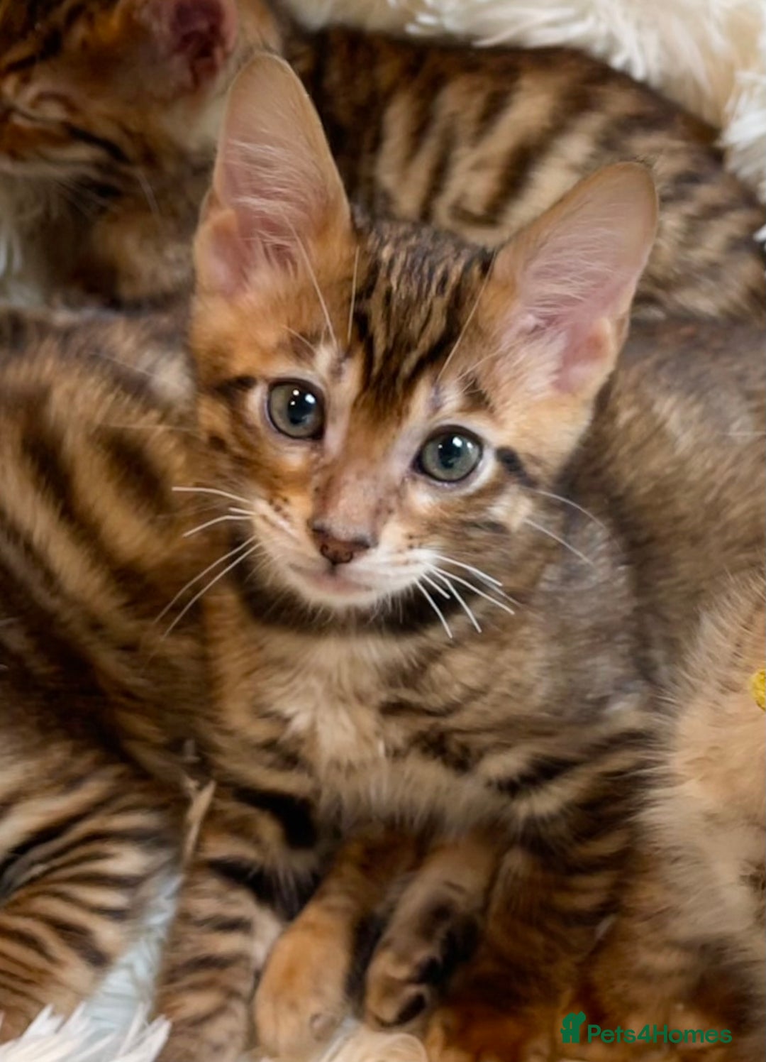 Toyger cats for sale: Full Pedigree Toyger Kittens Last Litter of 2025 - Image 33