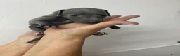 Italian Greyhound dogs for sale: Beautiful Italian greyhound puppies  - Advert 33