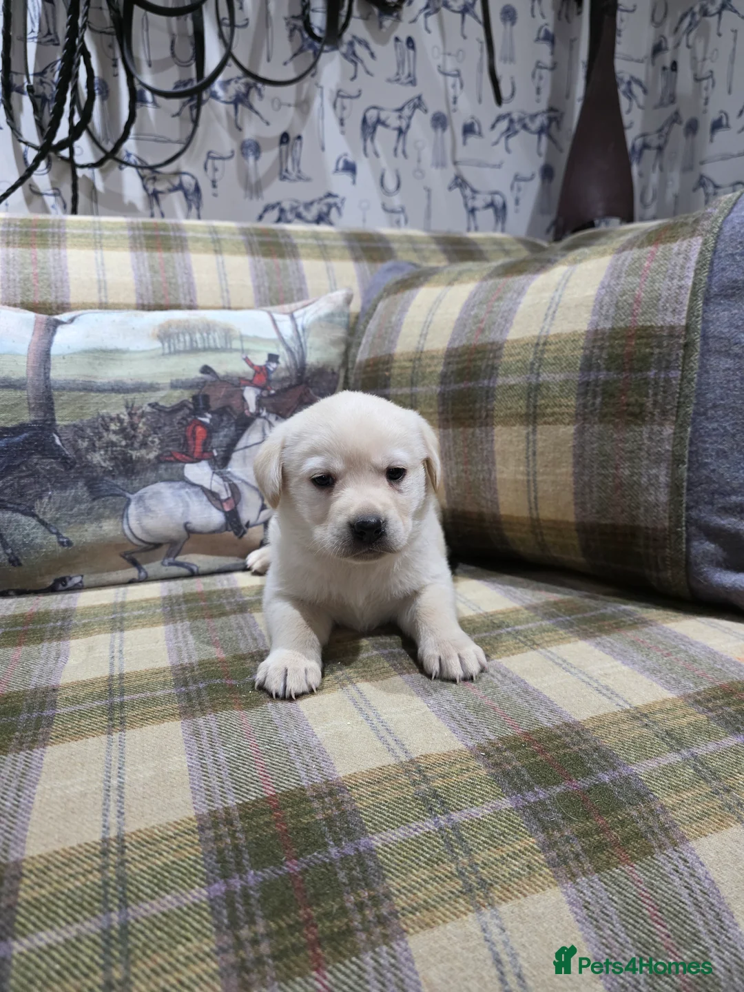 Labrador Retriever dogs for sale: Labrador puppies  - Advert 3