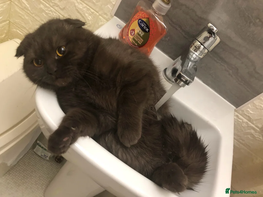 Scottish Fold cats for sale: 🐾 Rare Chocolate Beauty in Edinburgh 🏡 - Advert 27