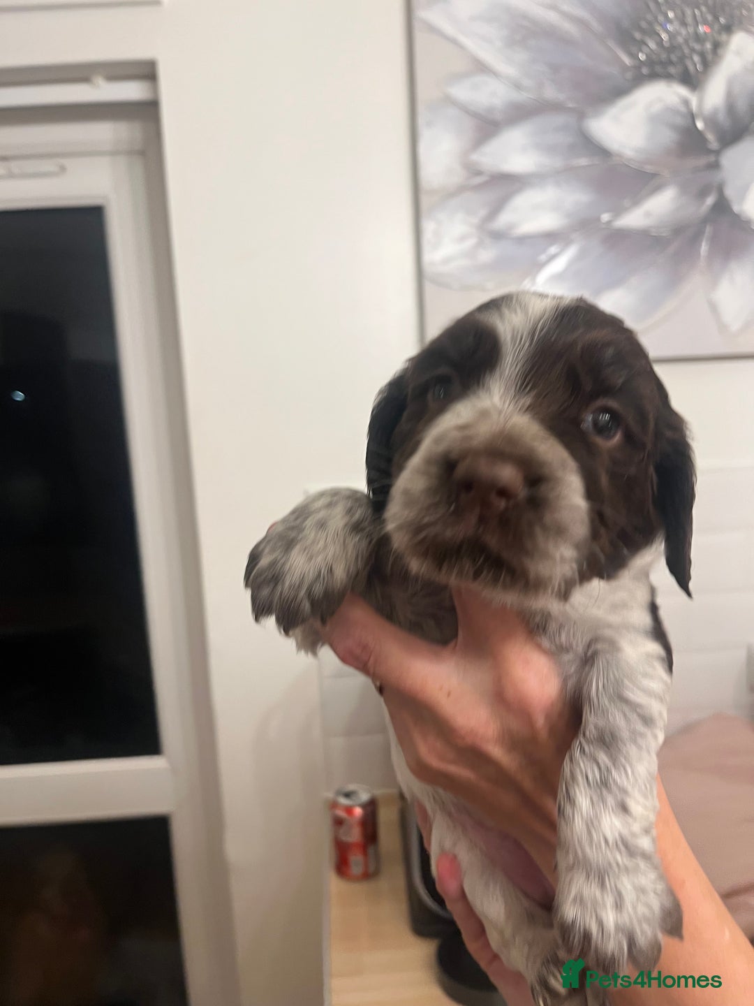 Cocker Spaniel dogs for sale: BEAUTIFUL COCKER SPANIEL PUPS - Advert 14
