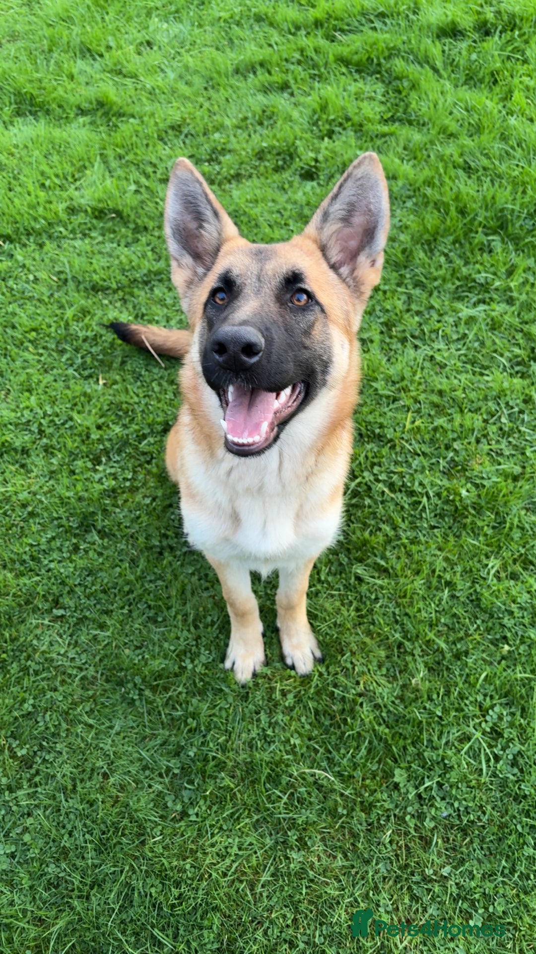 German Shepherd dogs for sale: Skye German shepherd  - Advert 5