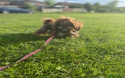 Shih Tzu dogs for stud: stunning dobie stud boy in Doncaster - Image 3