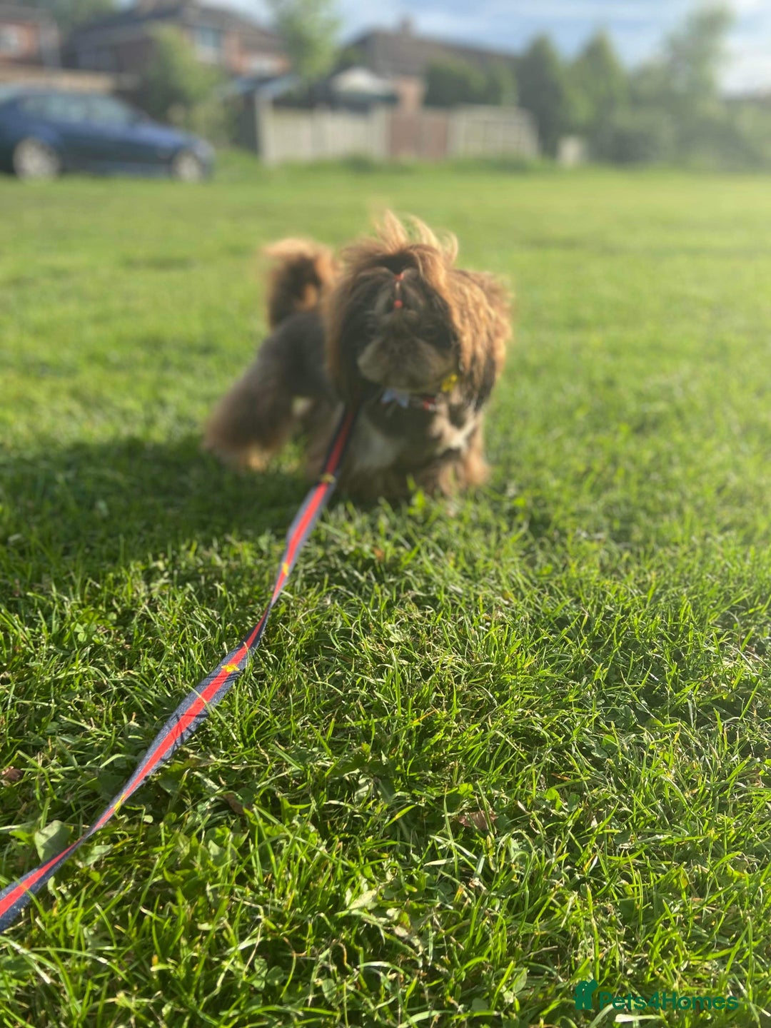 Shih Tzu dogs for stud: stunning dobie stud boy in Doncaster - Image 3