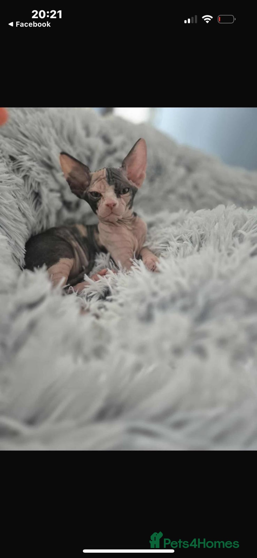 Sphynx cats for sale: Sphynx  - Image 1