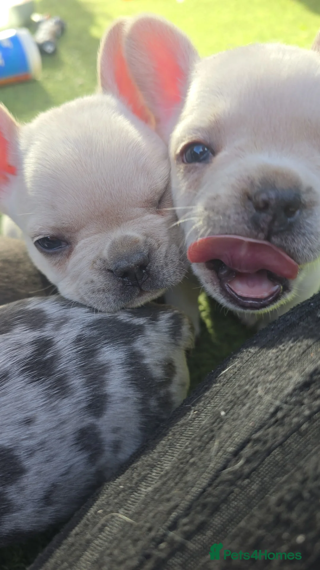 French Bulldog dogs for sale: French bulldog - Advert 1