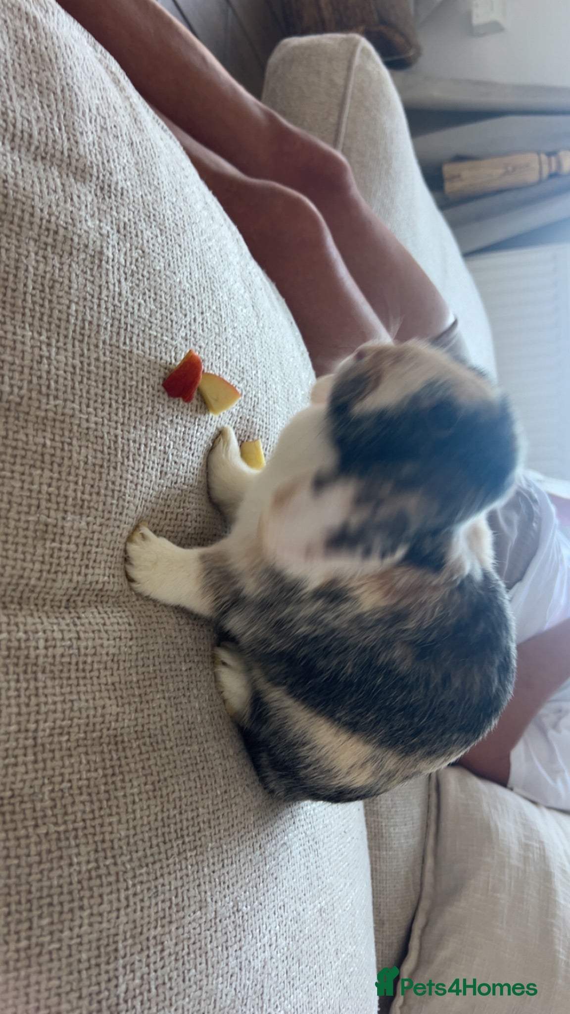 French Lop rabbits Beautiful French x mini lop  - Advert 1
