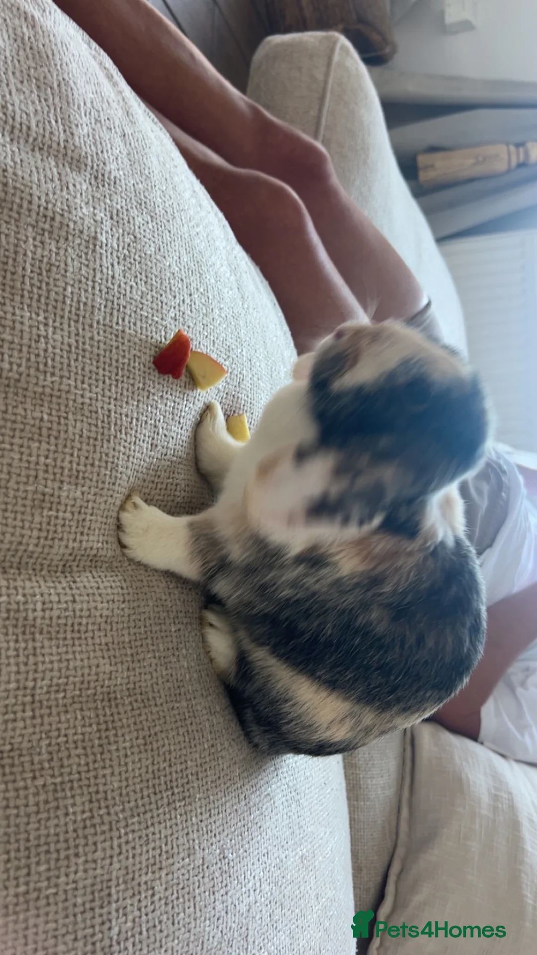 French Lop rabbits for sale: Beautiful French x mini lop  - Advert 1