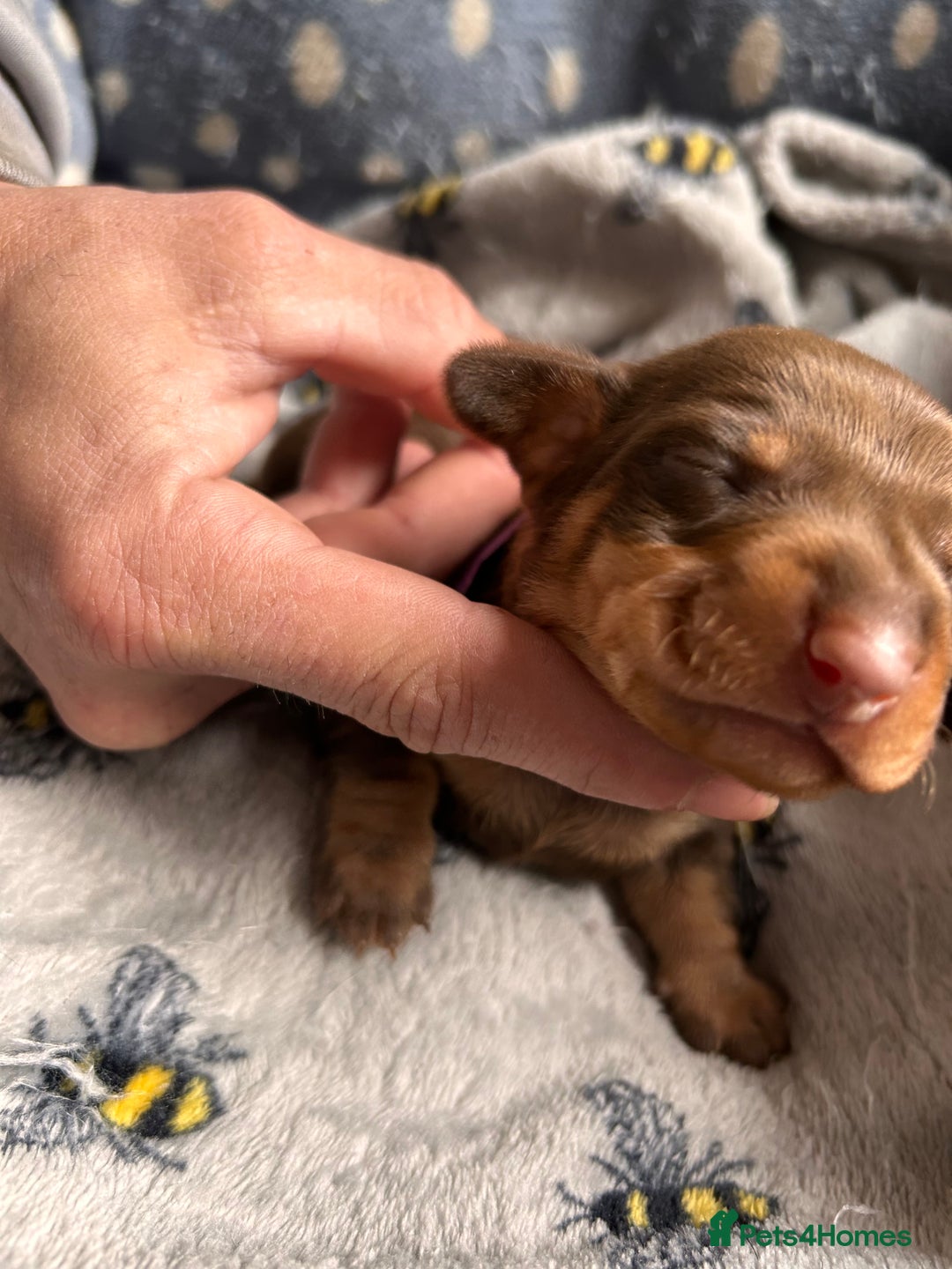 Dachshund dogs for sale: Beautiful dachshund puppies - Image 12