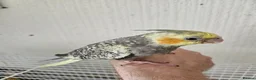 Mixed Breed birds for sale: Tame Kakariki and cockatiel chicks  - Advert 11