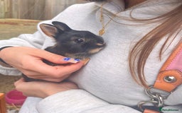 Netherland Dwarf rabbits for sale: Netherland dwarf for adoption  - Image 3