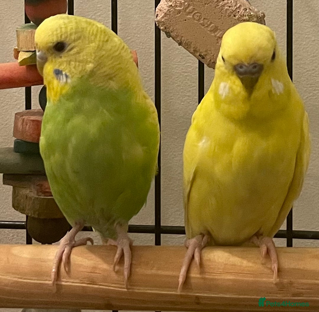 Budgerigars birds for sale: Budgies Birds  - Image 4