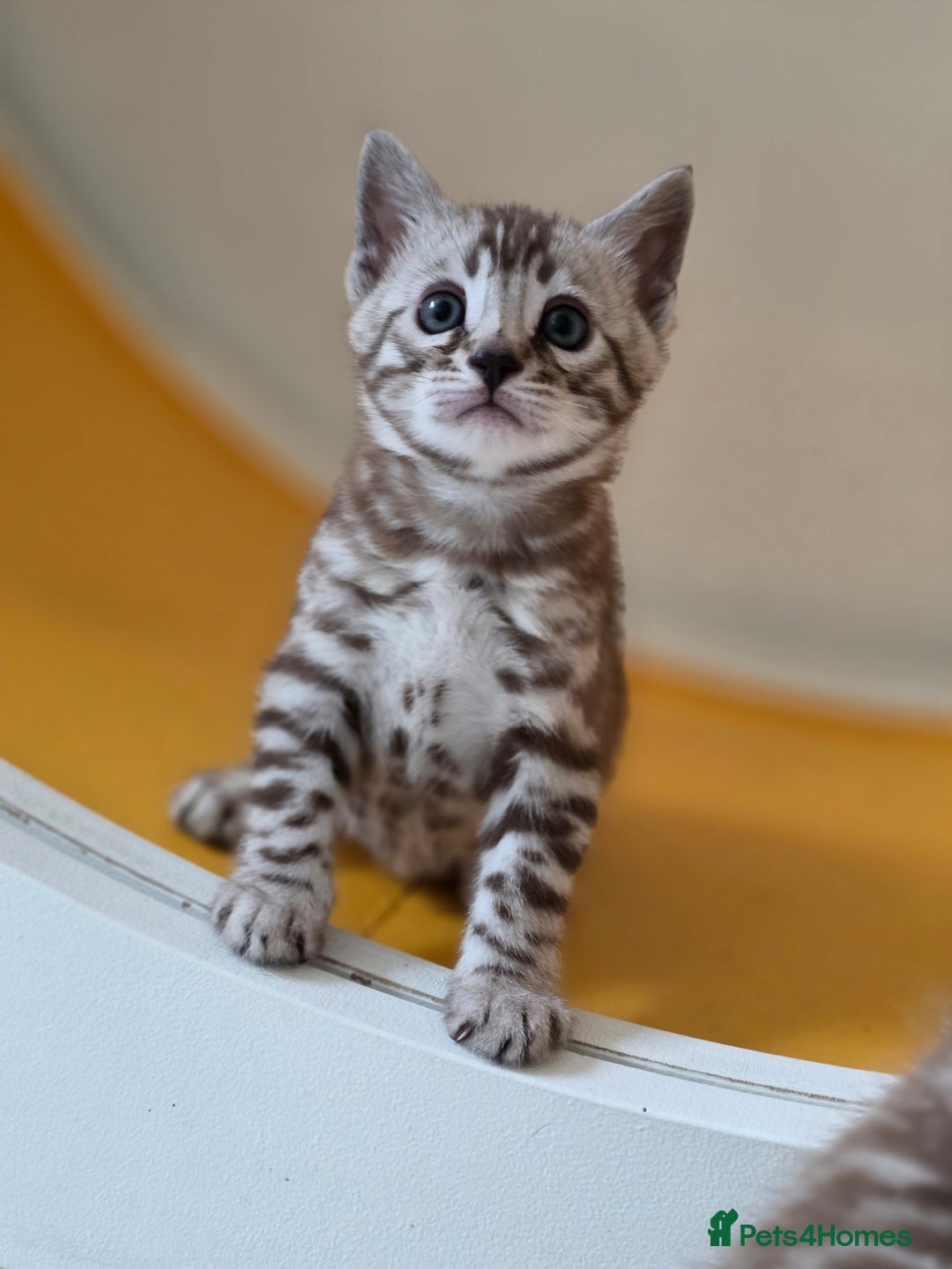 Bengal cats for sale: ❄️ Gorgeous Snow and Charcoal Bengals ❄️  - Advert 25