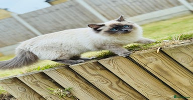Ragdoll cats - Advert 5