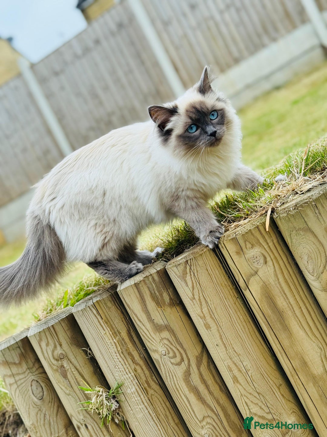 Ragdoll cats for sale: Beautiful 9 month blue point ragdoll for rehoming  - Image 2