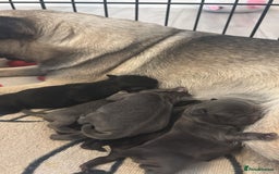 Pug dogs for sale: Fluffy Pug puppies  - Image 14