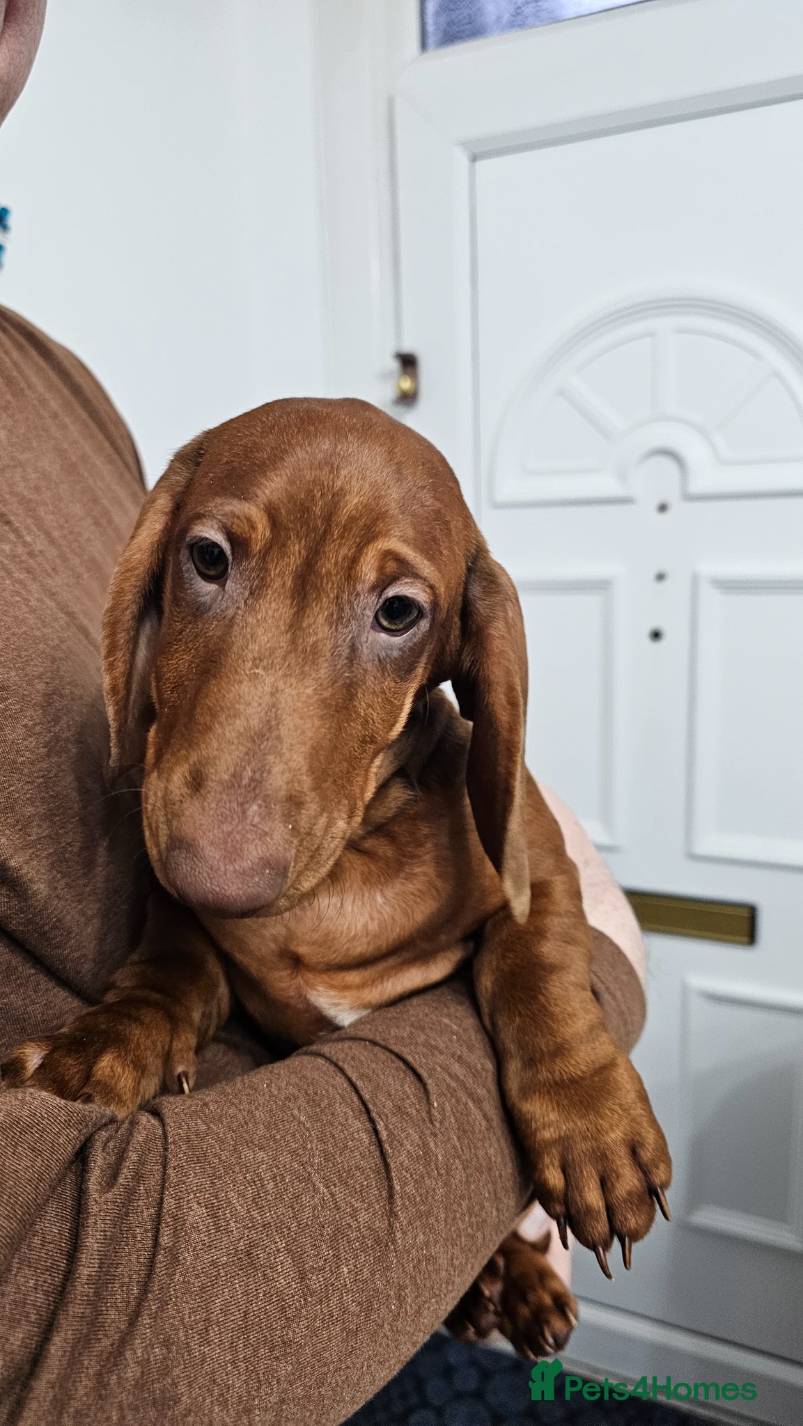 Dachshund dogs Last 3 !!!🐶 KC Standard Dachshund puppies! !!! - Advert 15