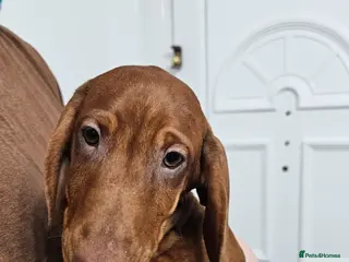 Dachshund dogs Last 3 !!!🐶 KC Standard Dachshund puppies! !!! - Advert 15