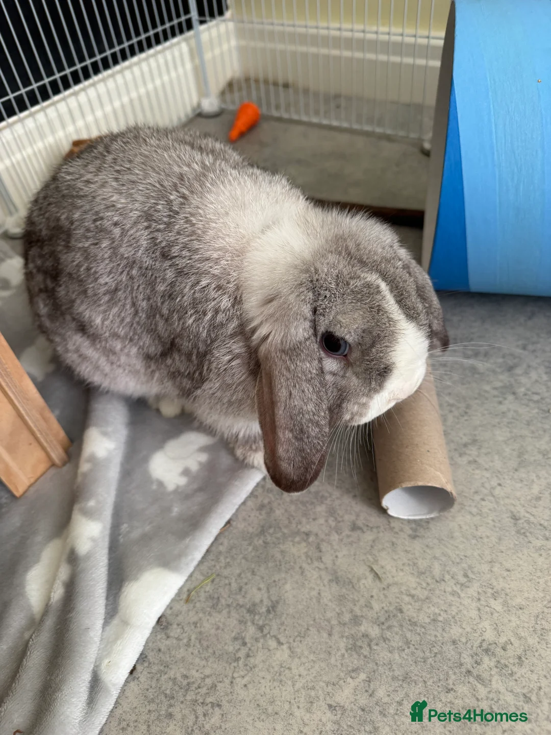 Mini Lop rabbits for sale: 2 mini lops - Advert 2