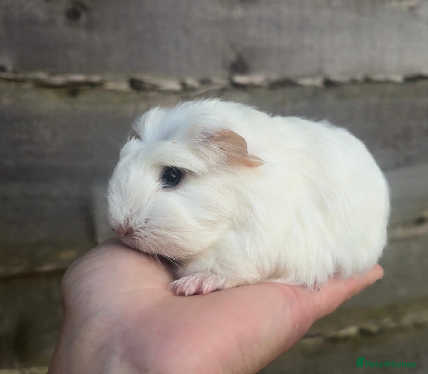 Guinea Pig rodents Cornet Sow  - Advert 15