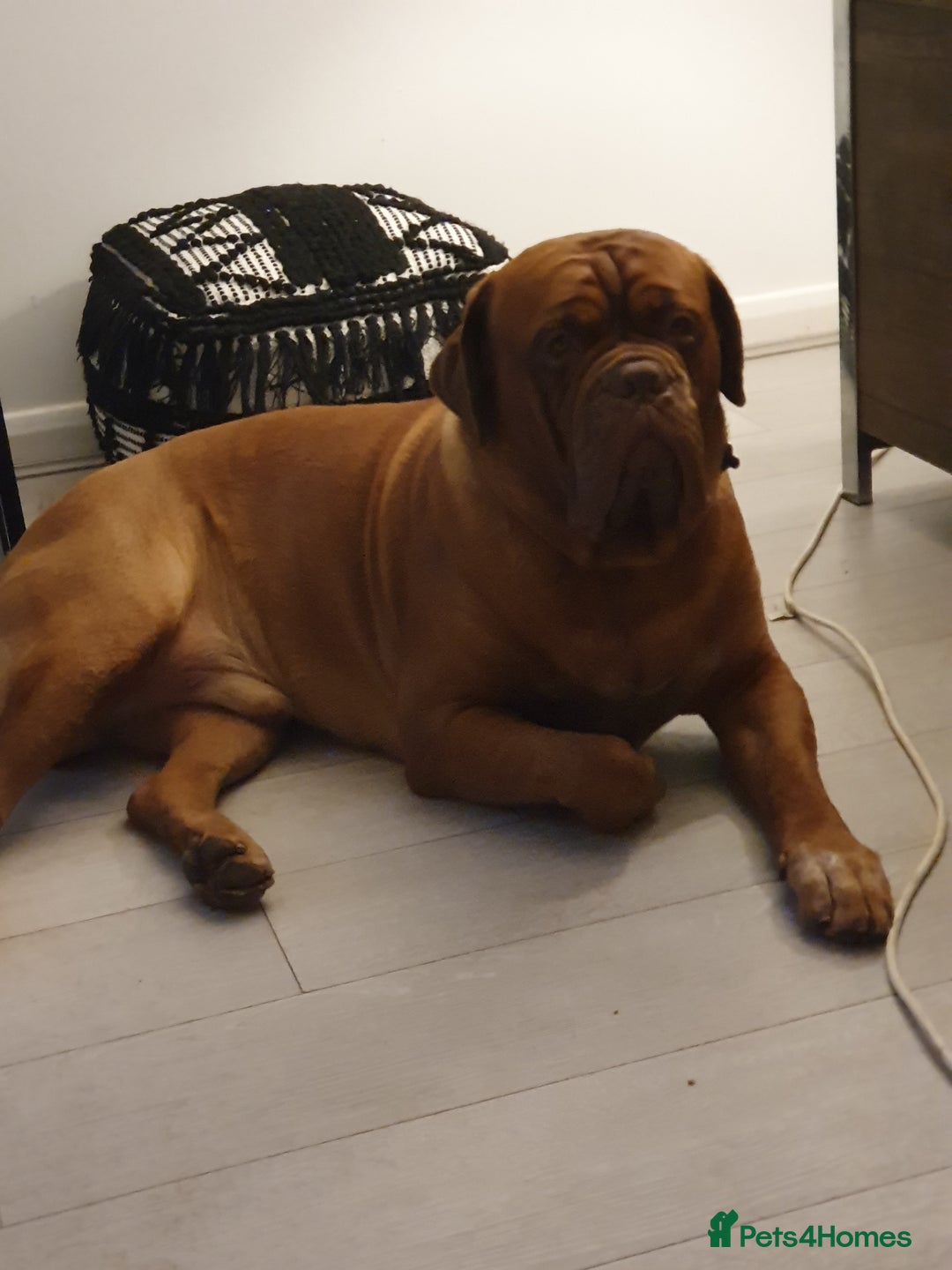 Dogue De Bordeaux dogs for stud: Big Dougie - Advert 5