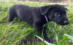 German Shepherd dogs for sale: Working Line German Shepherd Puppies - Cornwall - Image 14