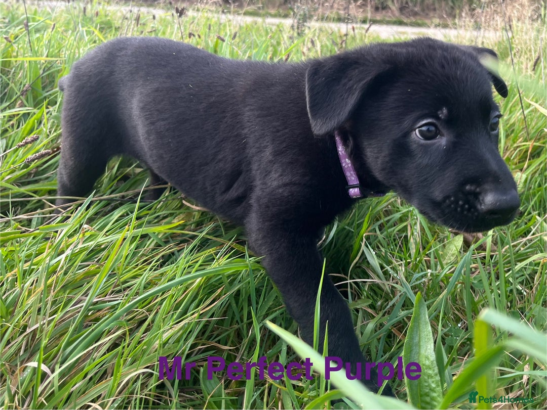 German Shepherd dogs for sale: Working Line German Shepherd Puppies - Cornwall - Image 14