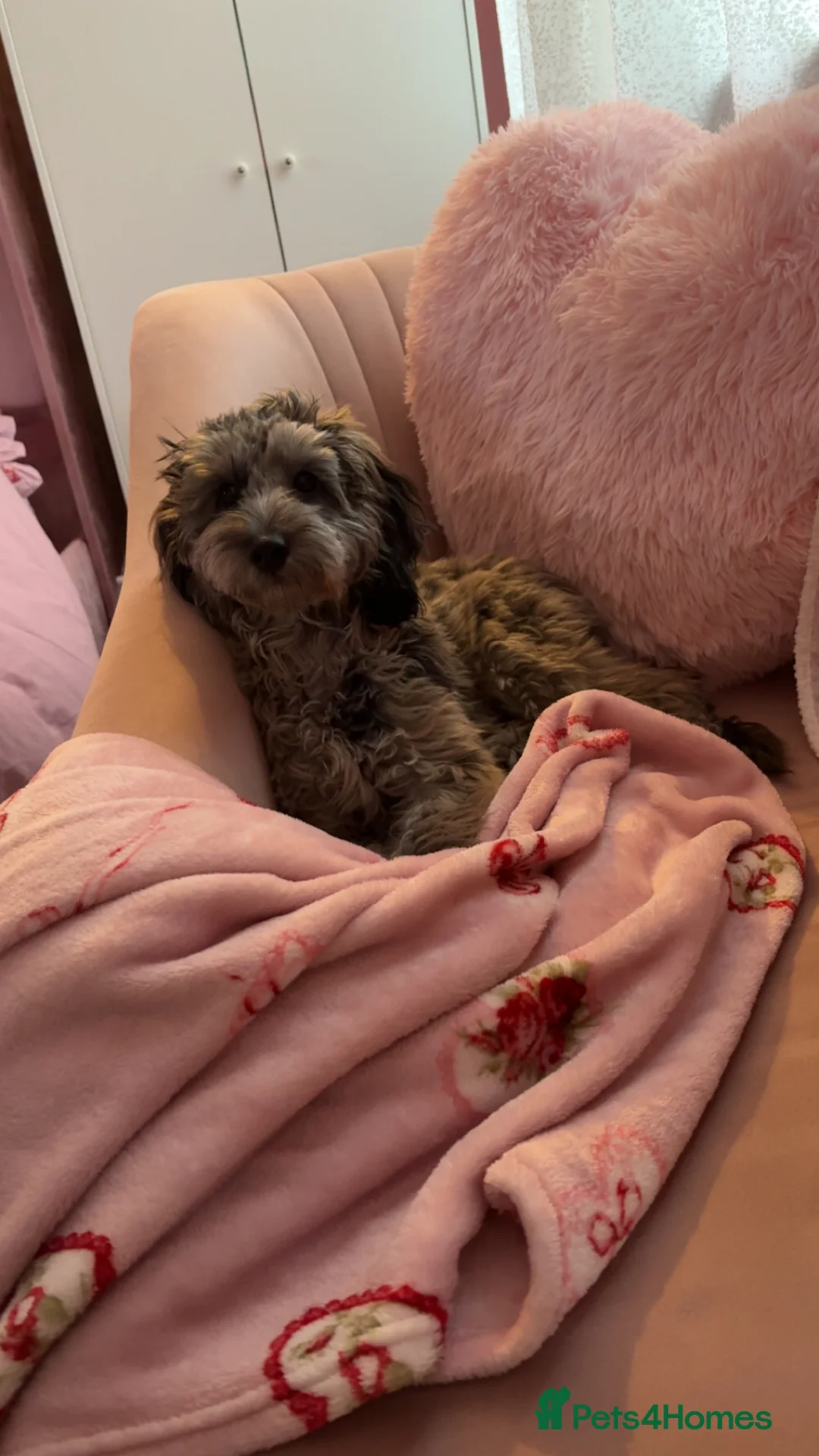 Cockapoo dogs for sale: merle cocapoo,MABEL🩷 - Advert 5