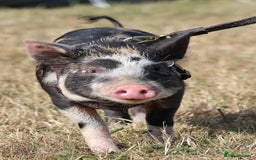Pig livestock for sale: Daisy kunekune - Image 2