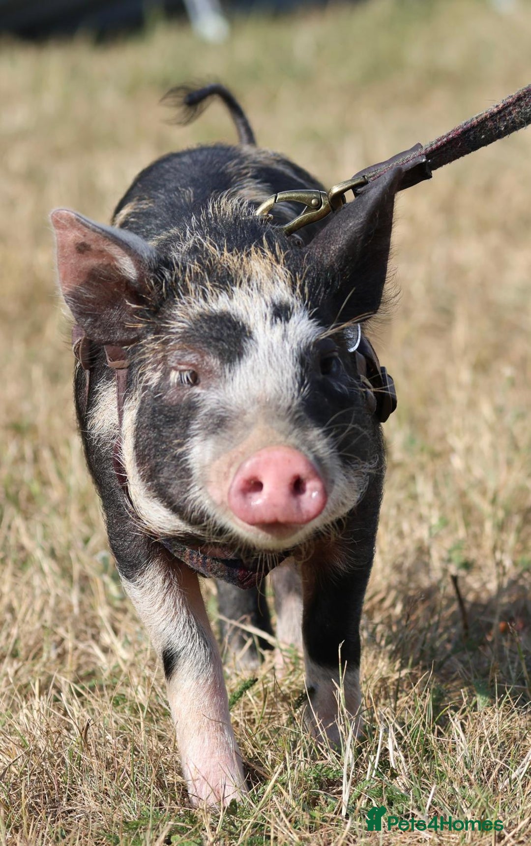 Pig livestock for sale: Daisy kunekune - Image 2