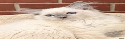Ragdoll cats for sale: Stunning GCCF reg kittens available to 5* homes.  - Advert 22