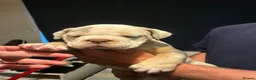 Olde English Bulldogge dogs for sale: 2 girl old English bulldog puppies - Advert 3