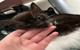 British Shorthair cats for sale: Gorgeous kittens (2 males, 1 female) - Image 6