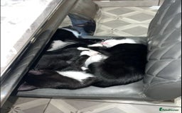 British Longhair cats for sale: 2 kittens 2-3 months old - Image 6