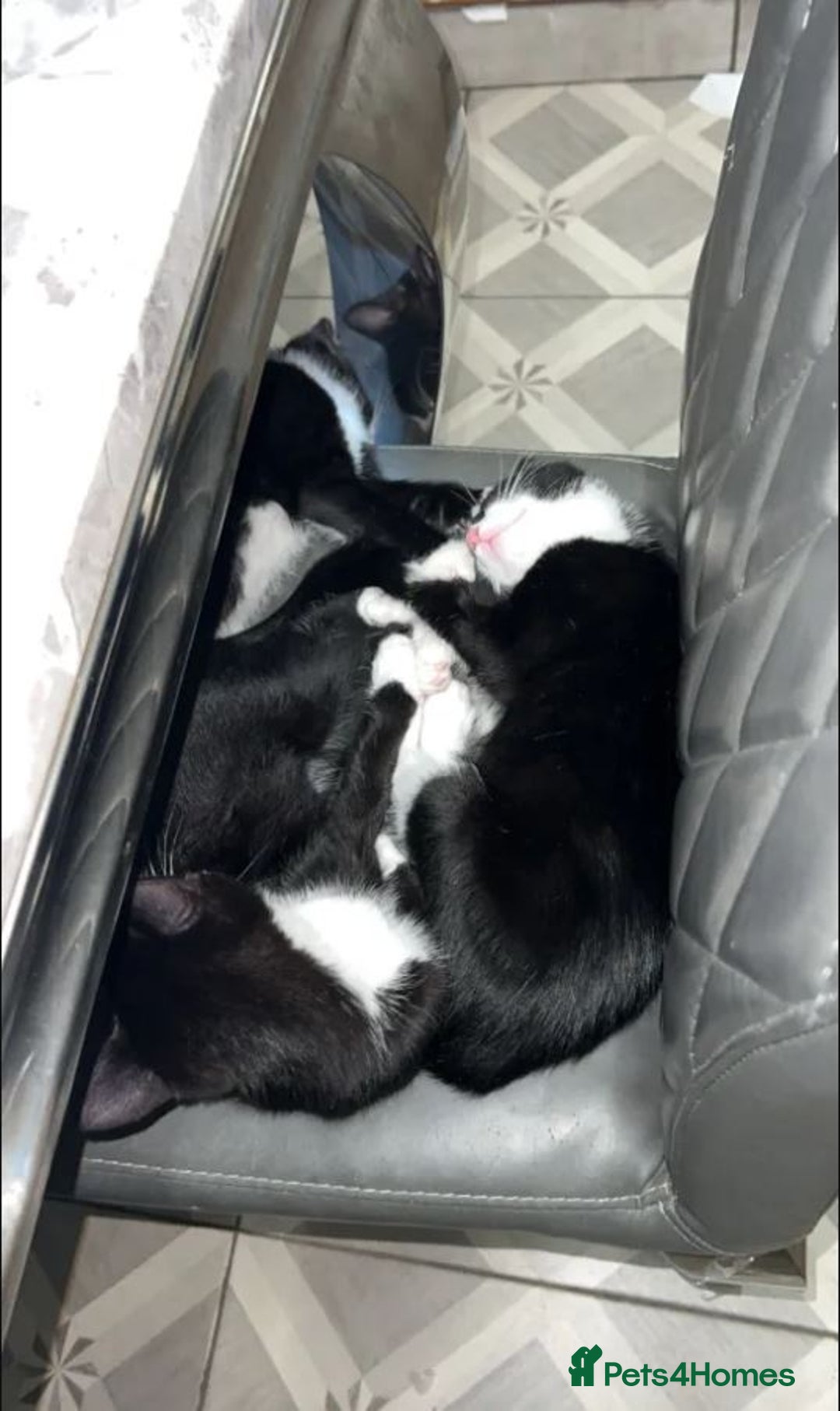 British Longhair cats for sale: 2 kittens 2-3 months old - Image 6