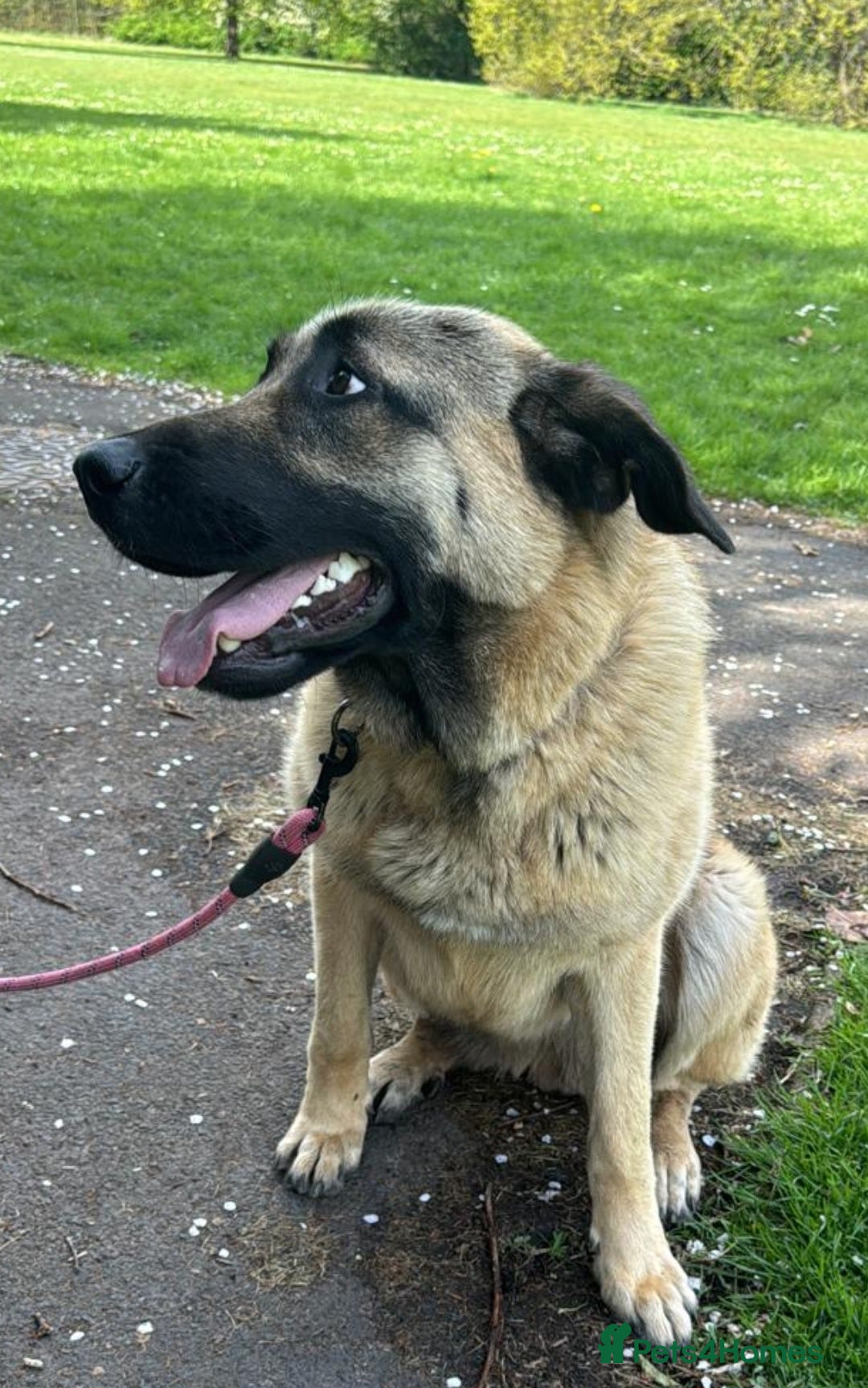 Mixed Breed dogs for sale: Cali – Beautiful Kangal × German Shepherd - Advert 2