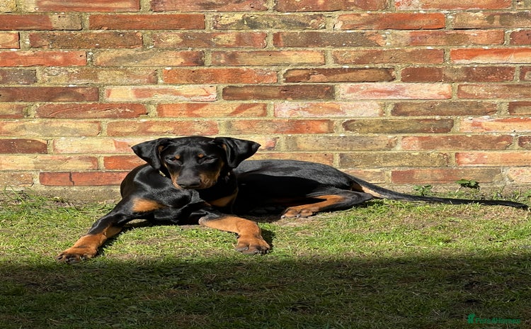 Dobermann dogs - Advert 1