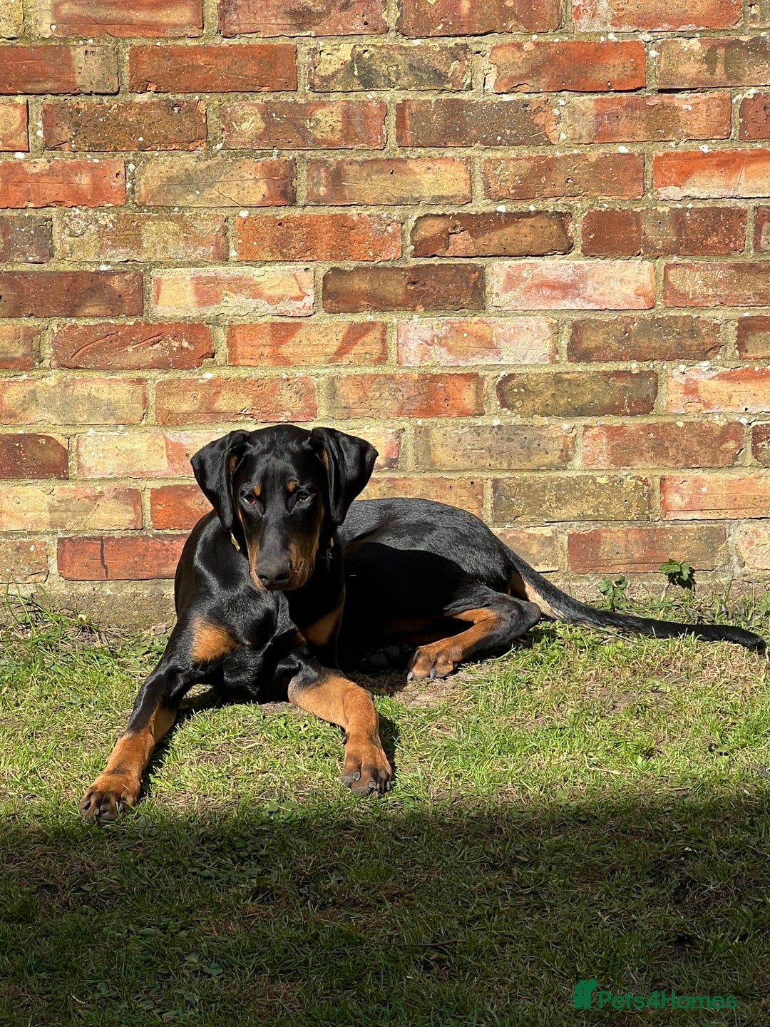 Dobermann dogs for sale: Lovely Boy Doberman - Image 1