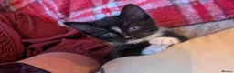 Mixed Breed cats for sale: Kittens for sale  in Stoke-on-Trent - Advert 2